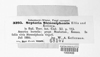 Septoria stenosiphonis image